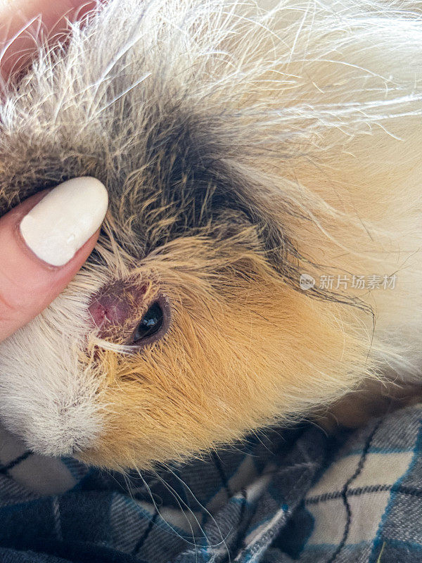 雌性，矮小，浓密，毛茸茸的瑞士豚鼠(Cavia porcellus)躺在一个无法辨认的被抚摸的人的腿上，室内生活豚鼠，显示脱发，真菌感染，高架视图